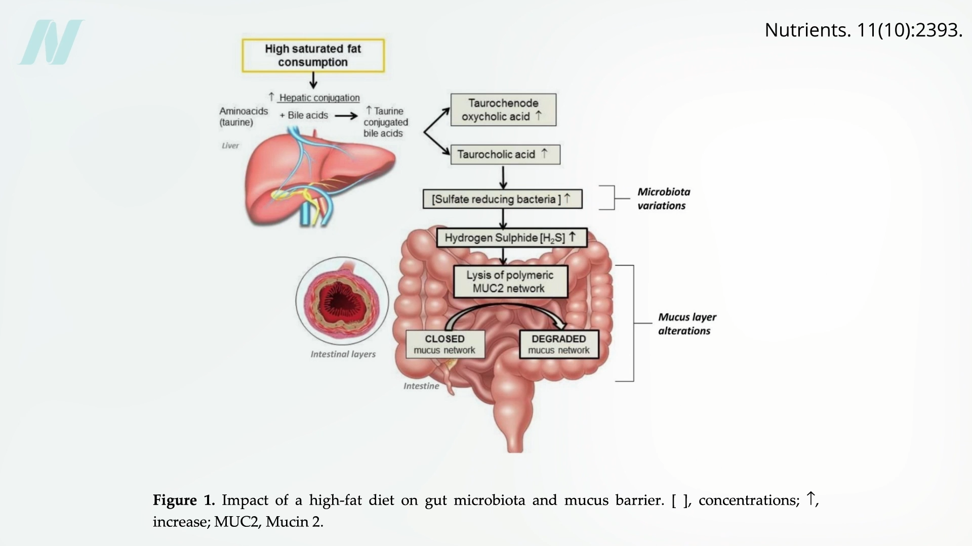 Common Drugs, Foods, and Beverages Can Disrupt the Integrity of Our Intestinal Barrier, Causing a Leaky Gut