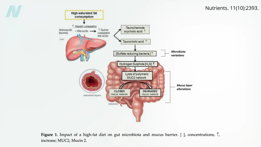 Common Drugs, Foods, and Beverages Can Disrupt Intestinal Barrier Integrity, Contributing to a "Leaky Gut"