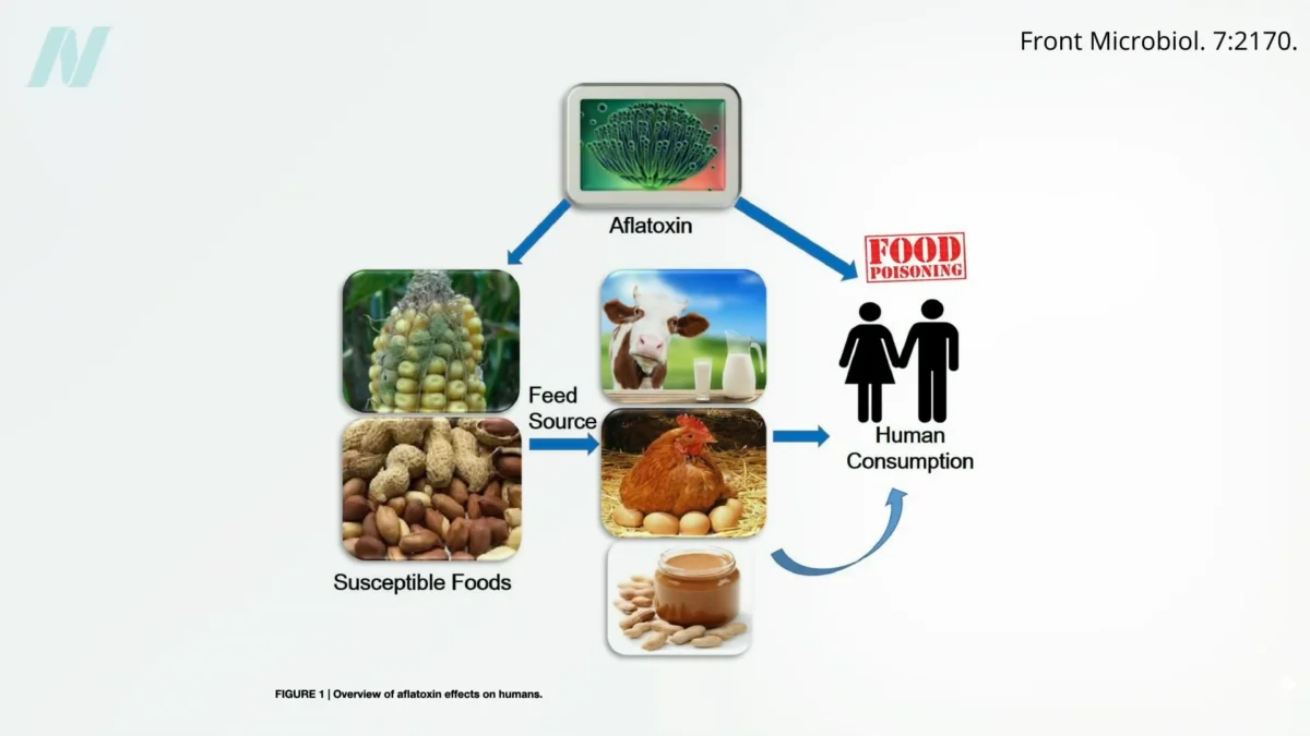 Is “toxic mold syndrome” a real thing? What do we do about toxic mold contamination of food?