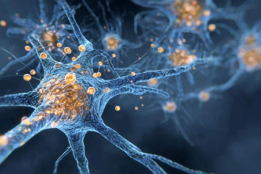 Microglia: Unsung Heroes of Fertility – Brain’s Immune Cells Found to Directly Control Puberty and Reproduction, Redefining Endocrine Regulation