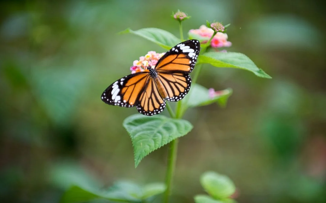 The Dance of Life: Exploring the Psychological Intersection of External Adornment and Internal Trauma Recovery