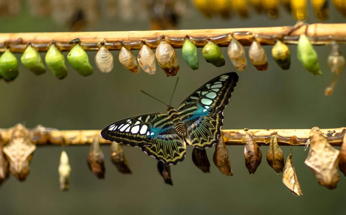 The Strategic Imperative of Proactive Pivoting: Navigating Change Before Crisis Strikes