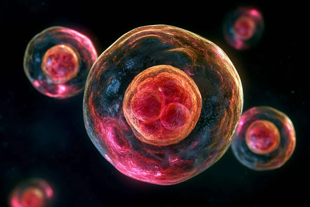 Unmasking the Metabolic Roots of Age-Related Female Infertility: A Breakthrough in Understanding Early Embryonic Development