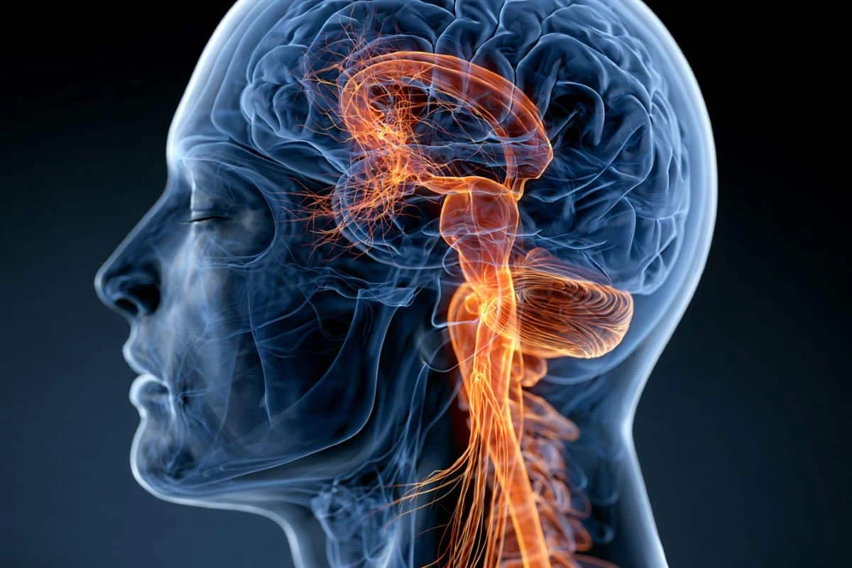 Groundbreaking KAIST Research Reveals Deep Cervical Lymph Nodes and B-Cell Response are Crucial for Anti-CTLA-4 Immunotherapy Success in Brain Tumors