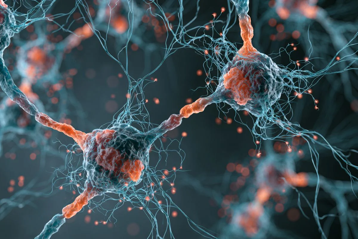 Pioneering Research Reveals Electroconvulsive Therapy Induces Cellular Dematuration and Nuclear Reprogramming in Mature Neurons
