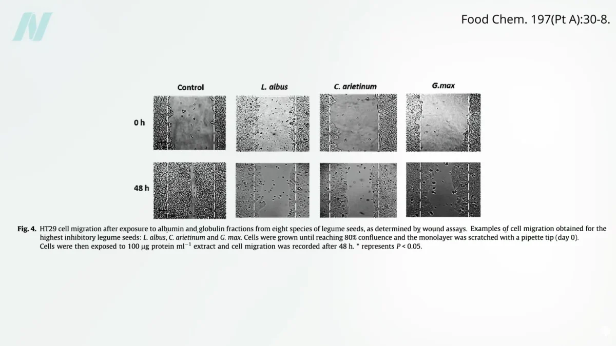 Legumes Show Potent Ability to Inhibit Cancer’s Invasive Spread