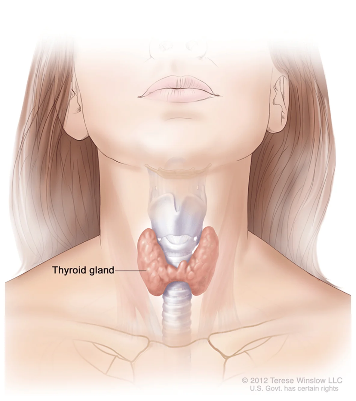 Comprehensive Analysis of Thyroid Health Management and the Complexities of Hormonal Dysfunction in Modern Clinical Practice
