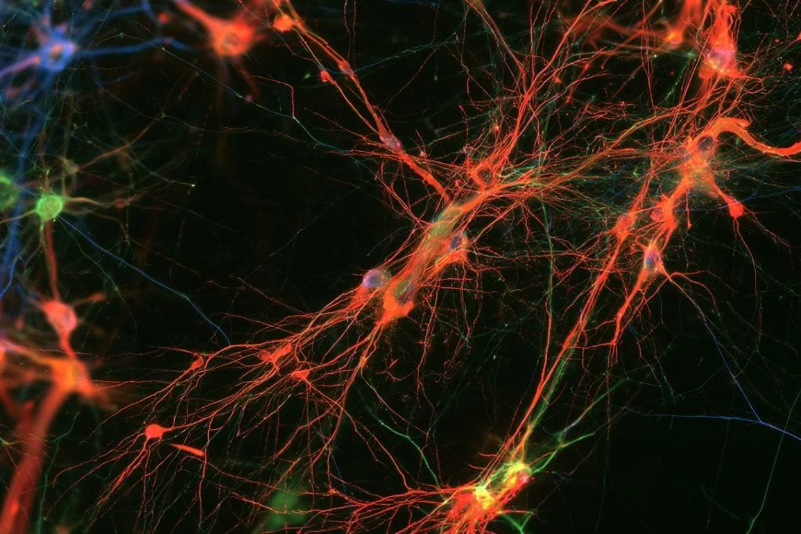 Decoding the Brain’s Rhythmic Orchestra: Scientists Unravel Gamma Oscillation Mechanics and Pave Way for Alzheimer’s Therapies.